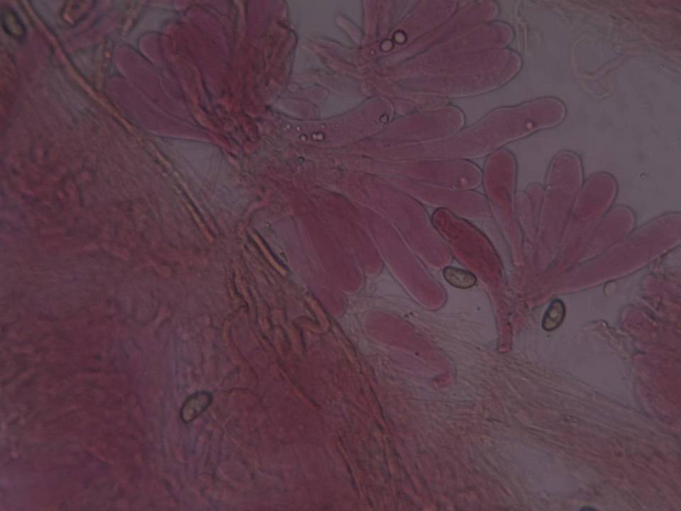 Inocybe bongardii image