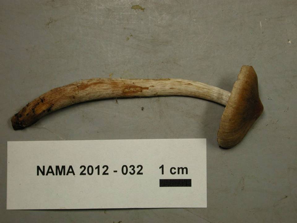 Cortinarius comptulus image