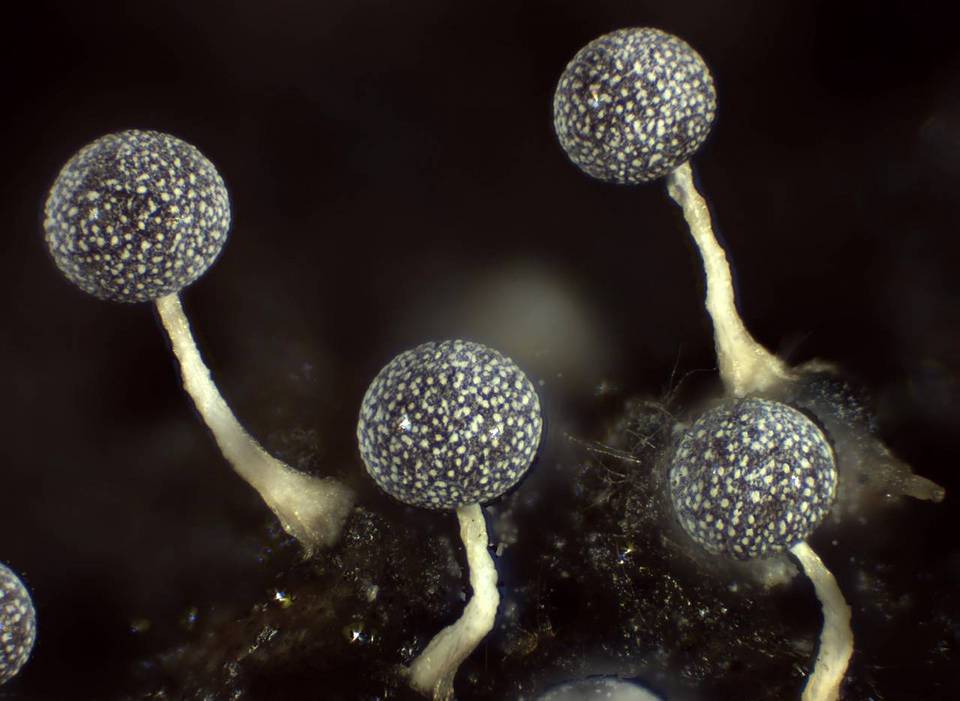 Physarum globuliferum image
