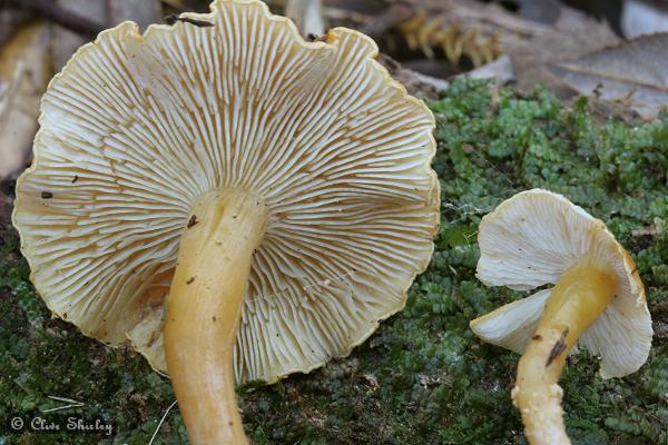 Cystoderma simulatum image