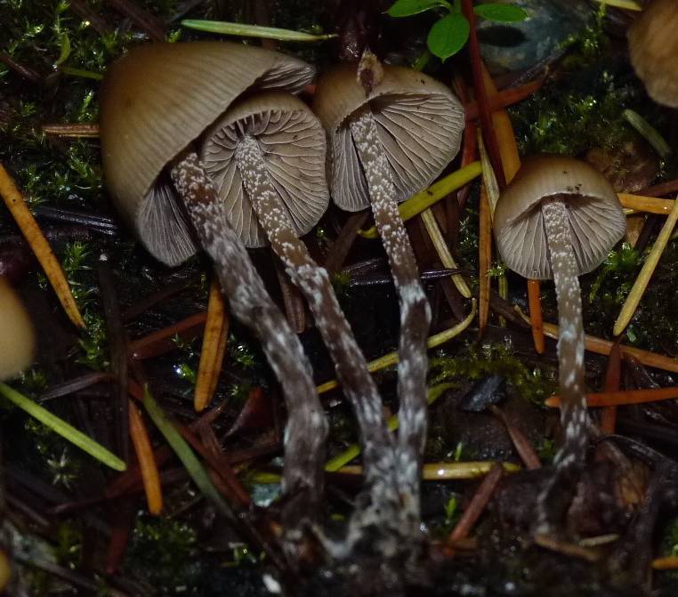 Psilocybe pelliculosa image