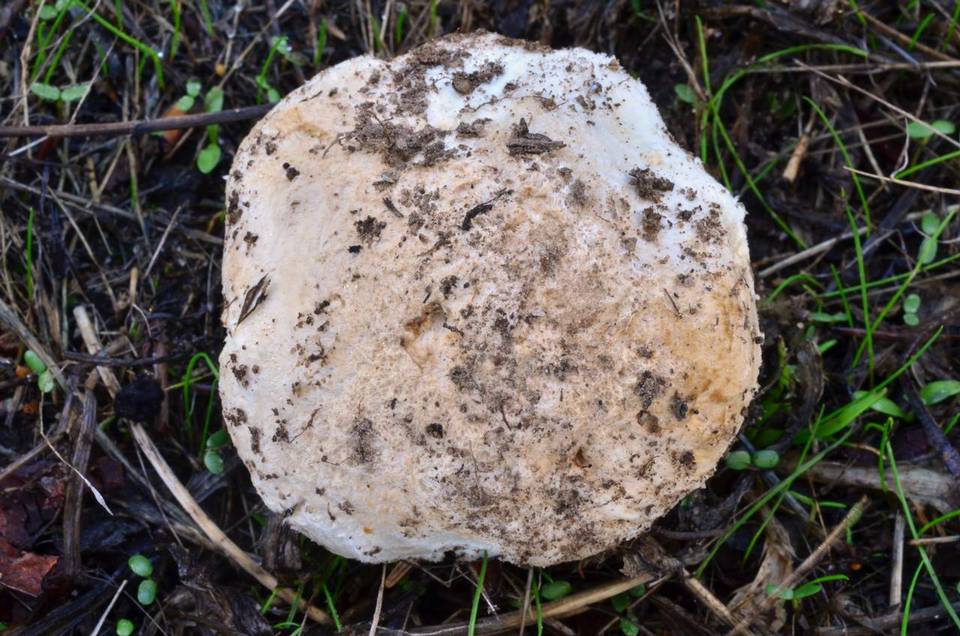 Amanita pruittii image