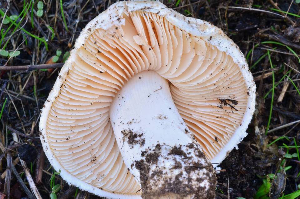 Amanita pruittii image