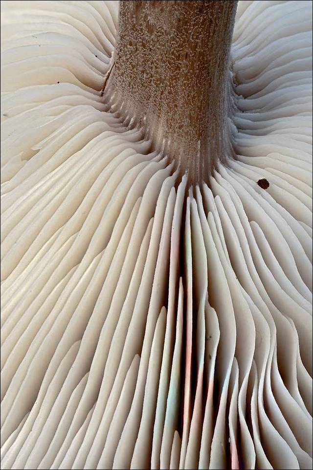 Melanoleuca polioleuca image