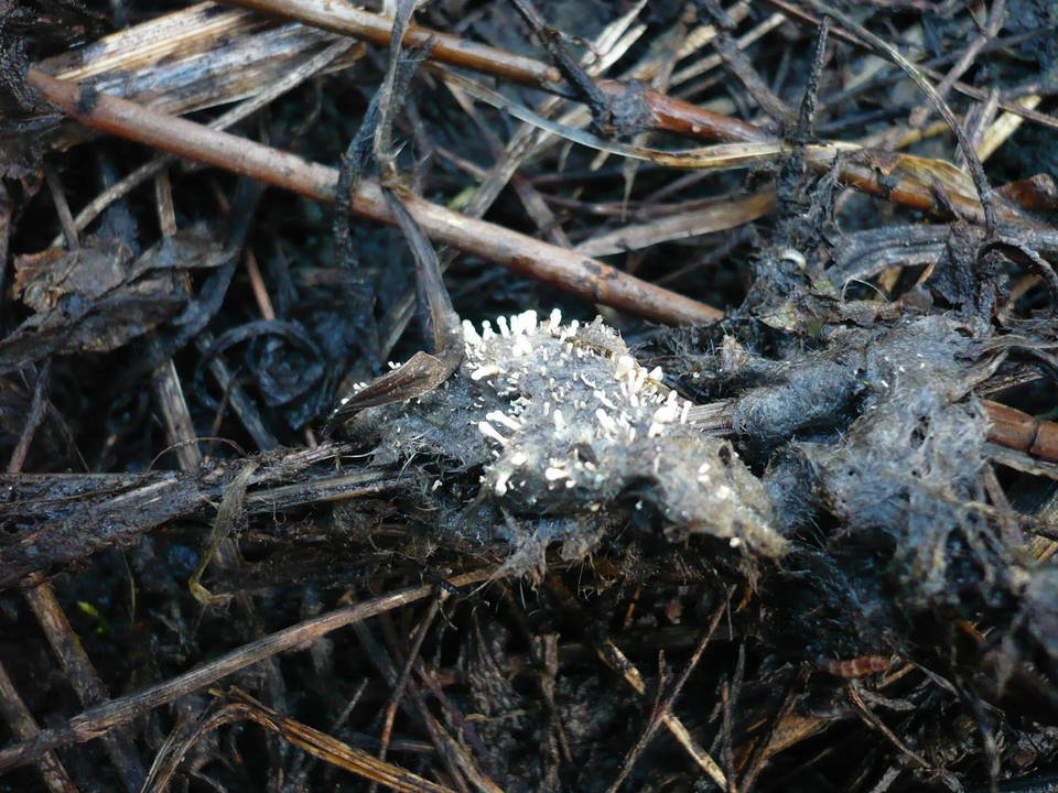 Penicillium glandicola image