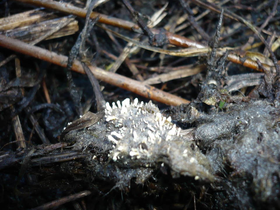 Penicillium glandicola image
