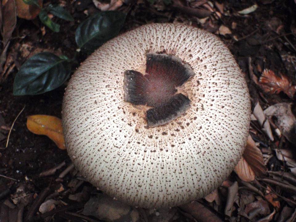 Clarkeinda trachodes image