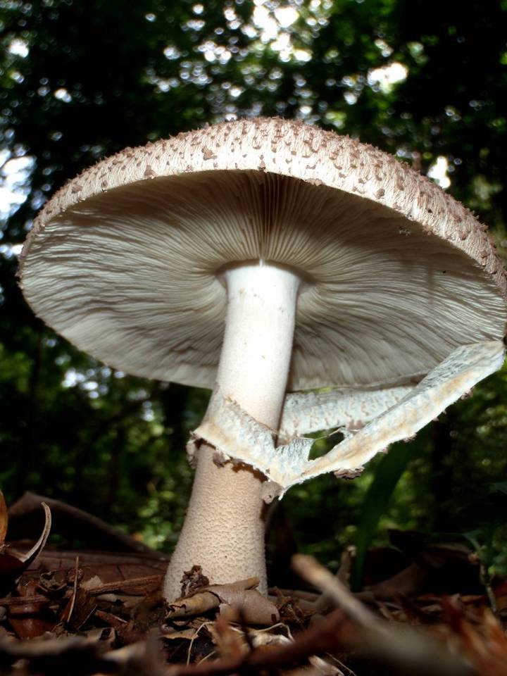 Clarkeinda trachodes image