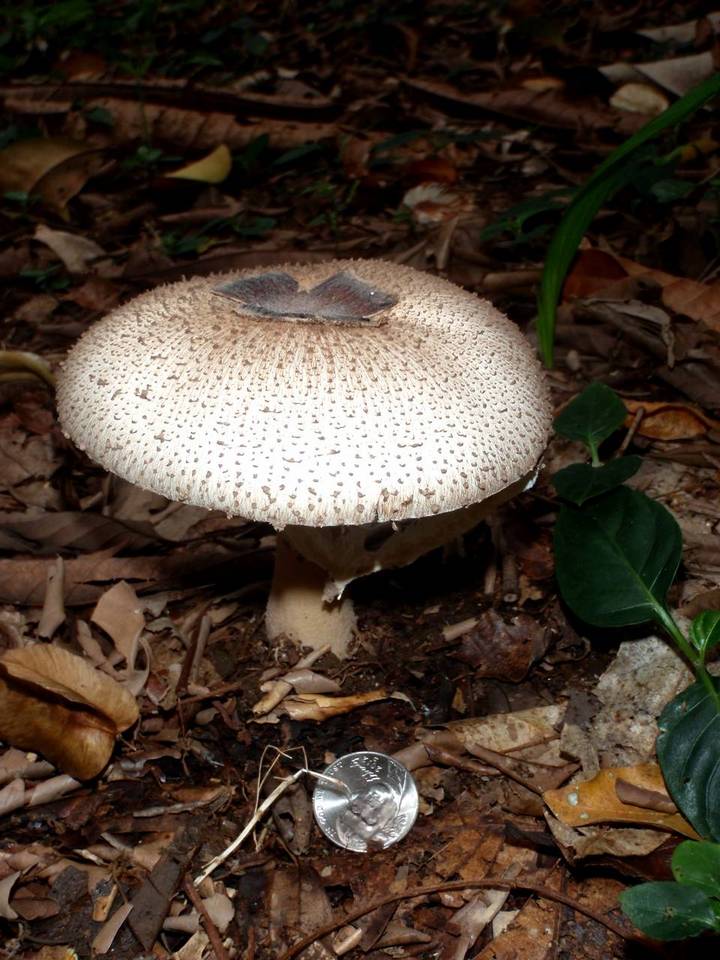 Clarkeinda image