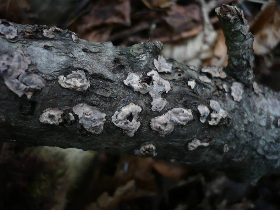 Peniophora rufomarginata image