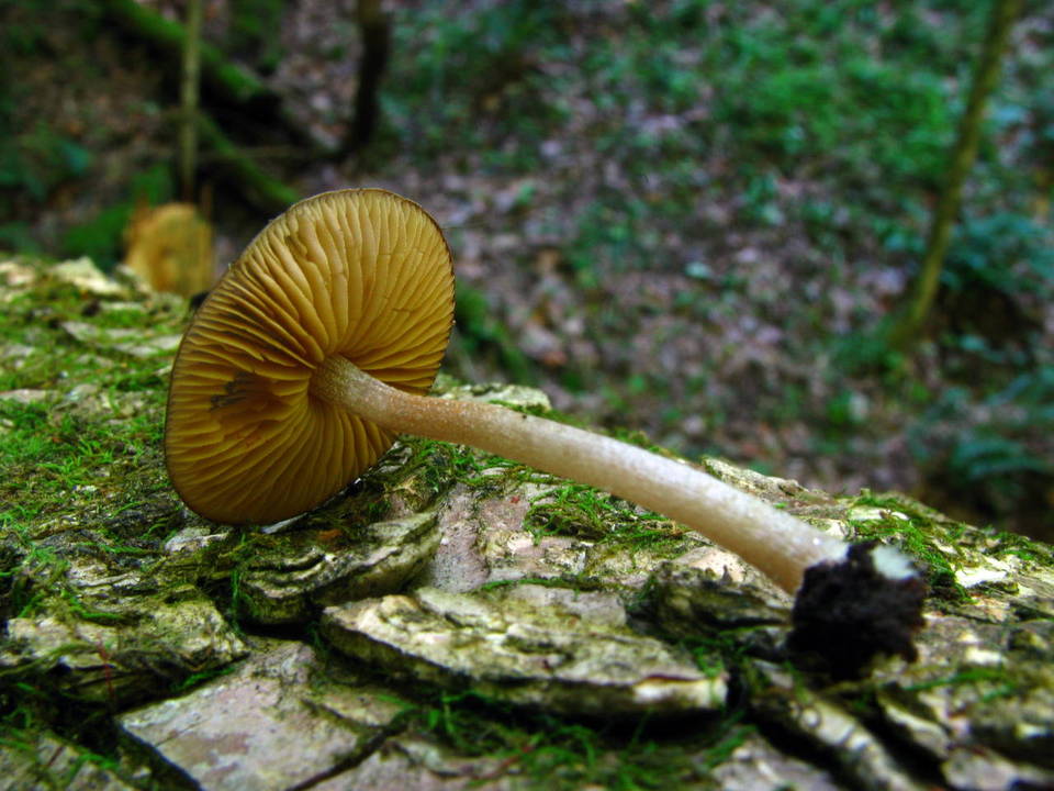 Bolbitius viscosus image