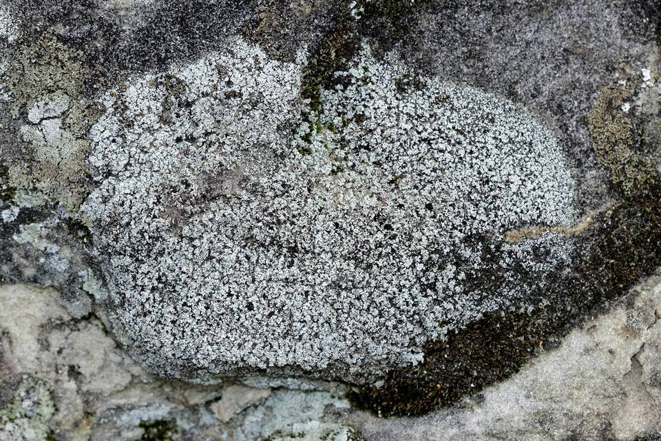 Stereocaulon condensatum image