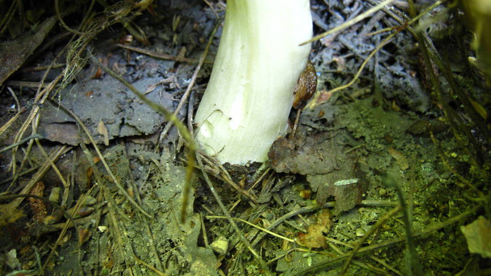 Megacollybia rodmani image