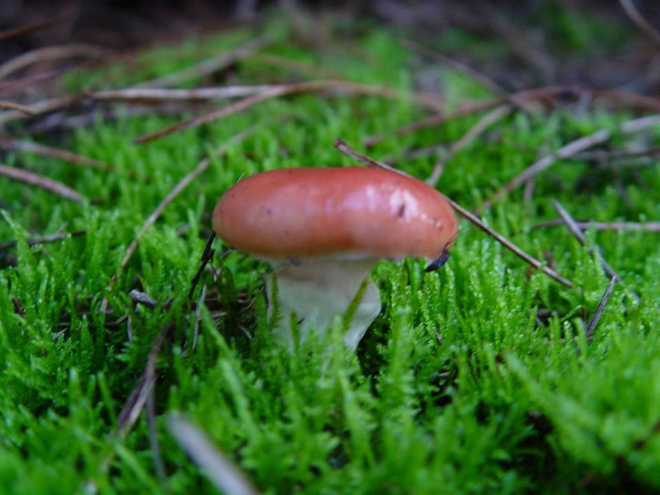 Gomphidius roseus image
