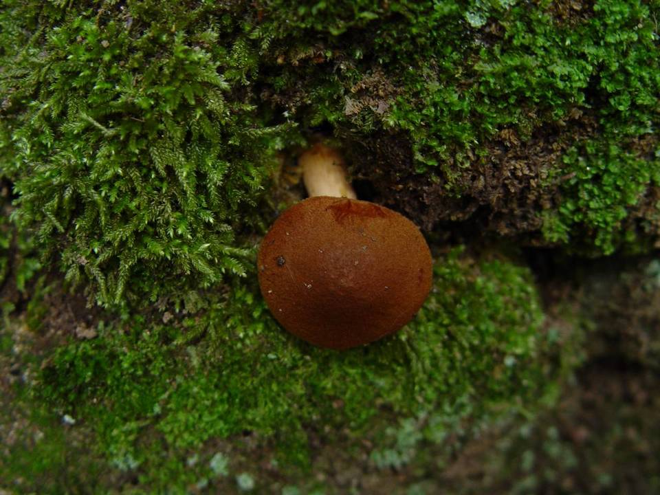 Cortinarius orellanus image