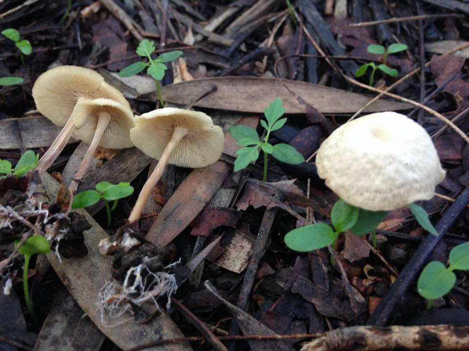 Gymnopus menehune image