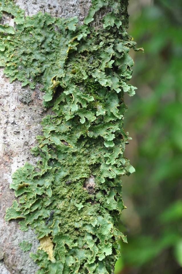 Pseudocyphellaria flavicans image