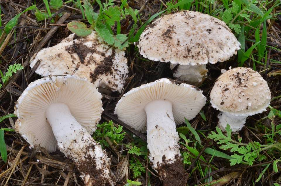 Amanita pruittii image