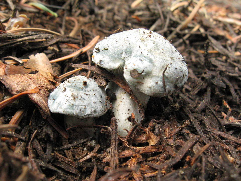 Hygrophorus caeruleus image