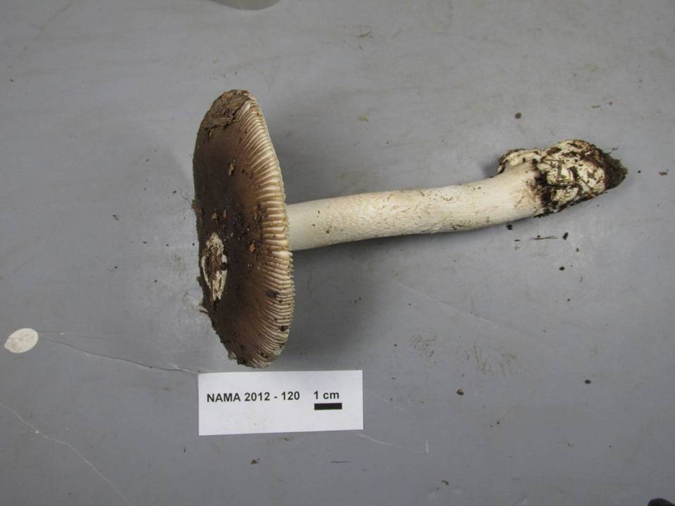 Amanita crassiputamen image