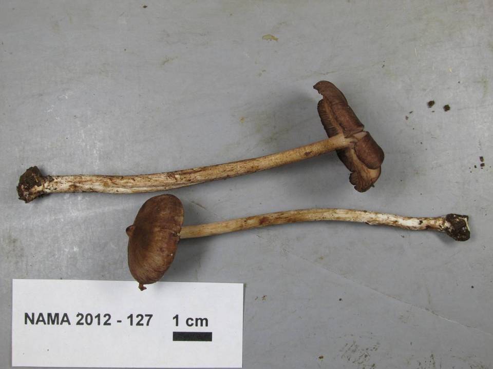Entoloma cystomarginatum image