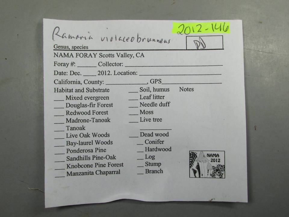 Ramaria violaceibrunnea image