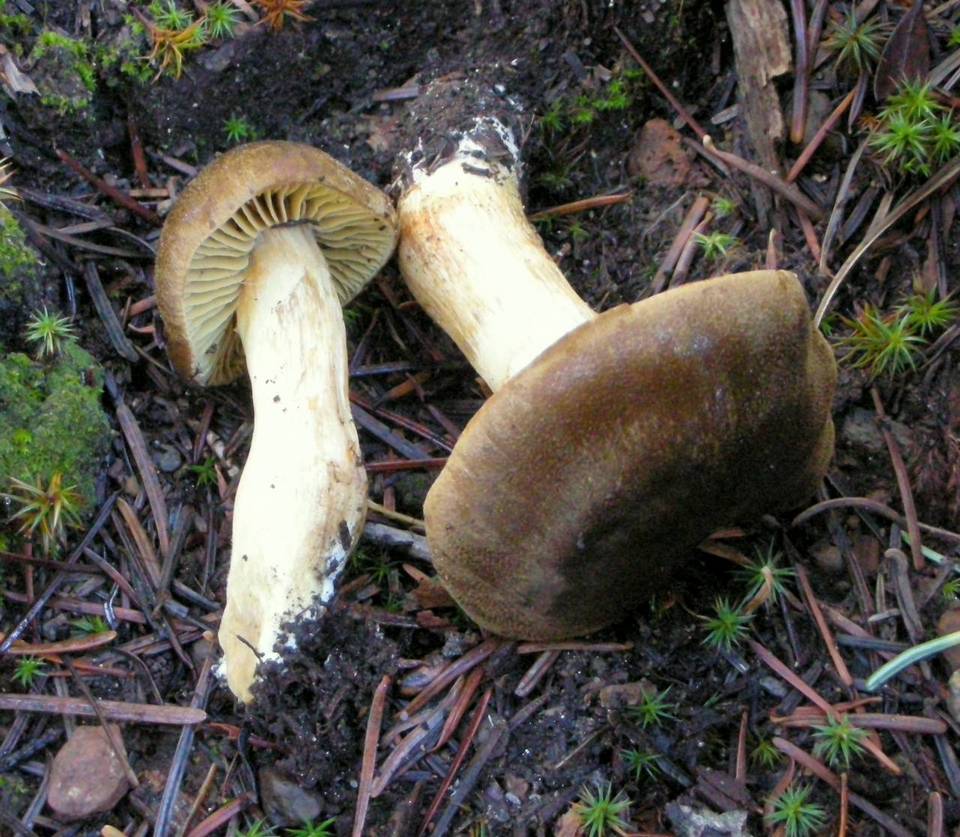 Cortinarius atrosquamosus image