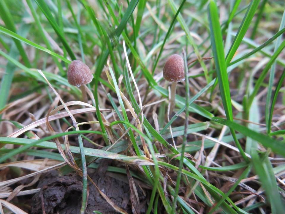 Psathyrella orbitarum image