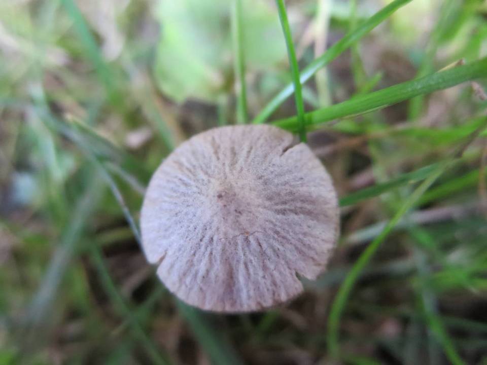 Psathyrella orbitarum image