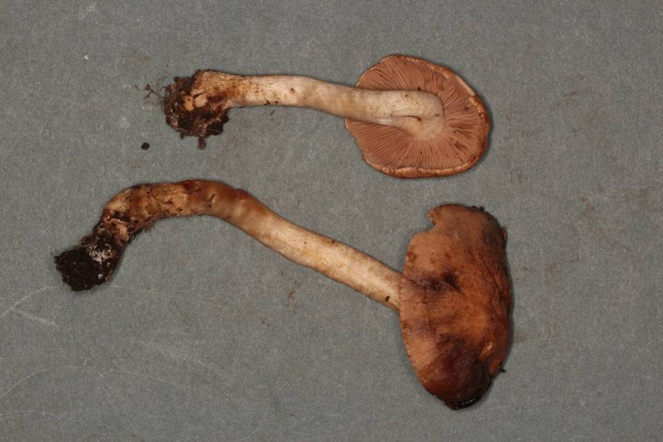 Hebeloma theobrominum image