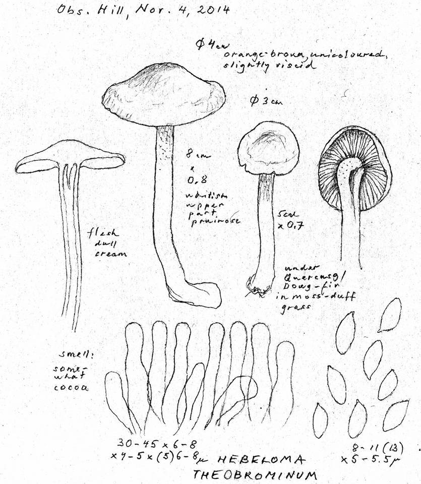 Hebeloma theobrominum image