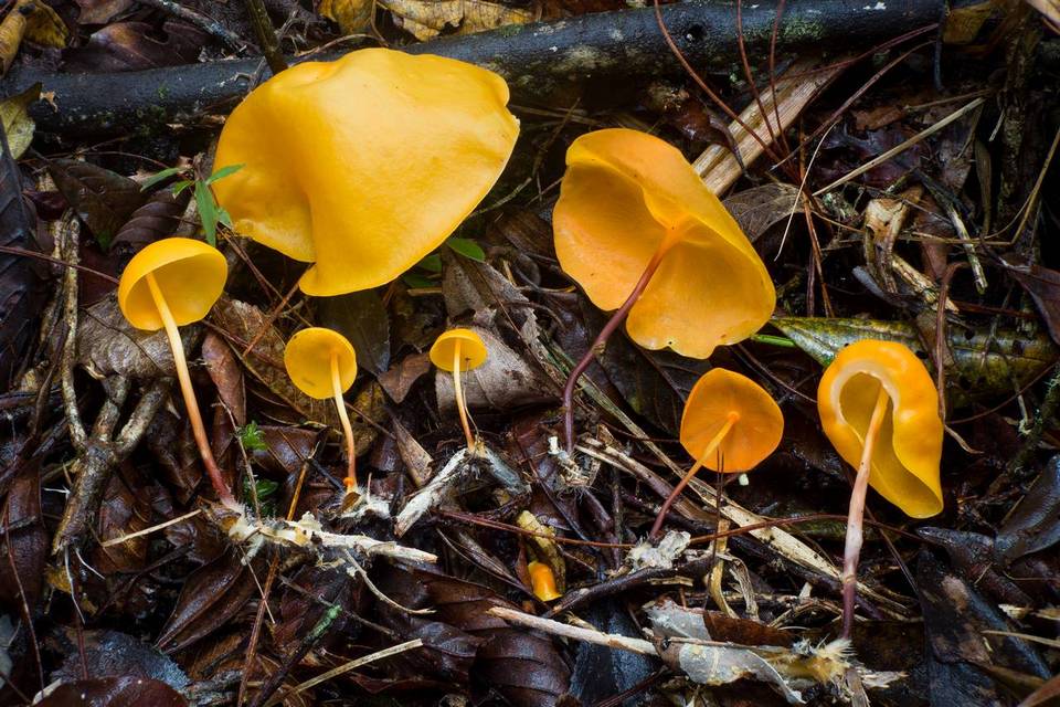 Hymenogloea papyracea image
