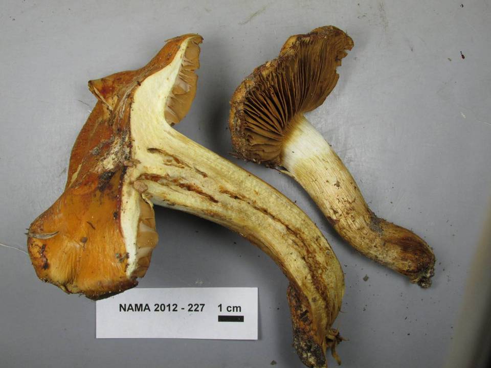 Cortinarius appennini image