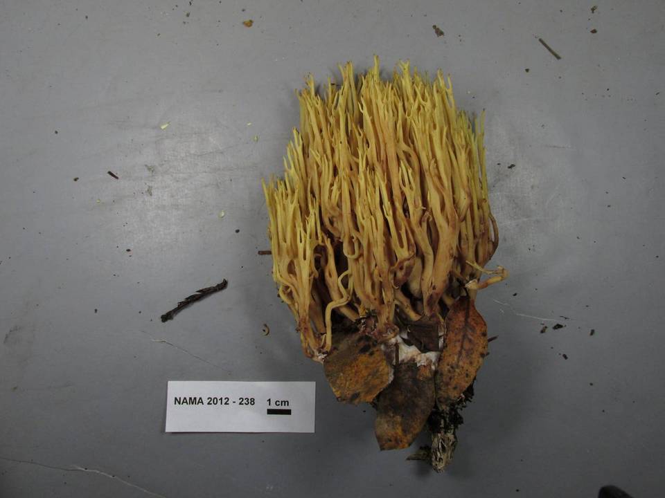 Ramaria concolor image