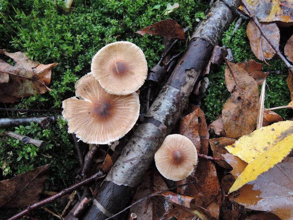 Inocybe splendens image