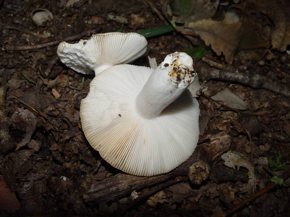 Russula parazurea image