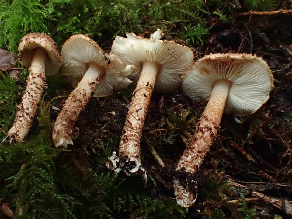 Echinoderma echinaceum image