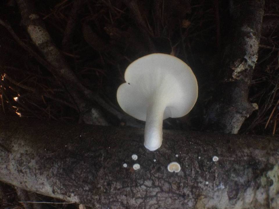 Polyporus tubaeformis image
