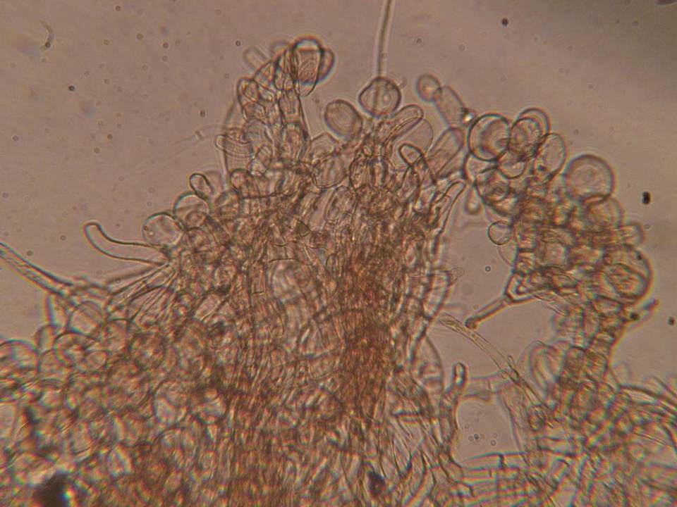 Echinoderma echinaceum image