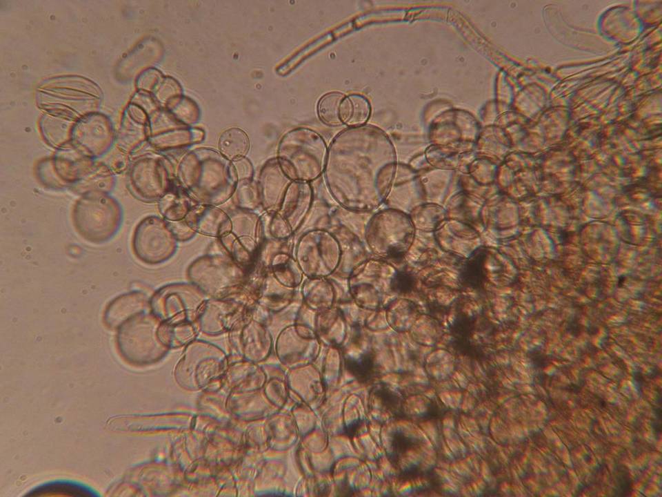 Echinoderma echinaceum image