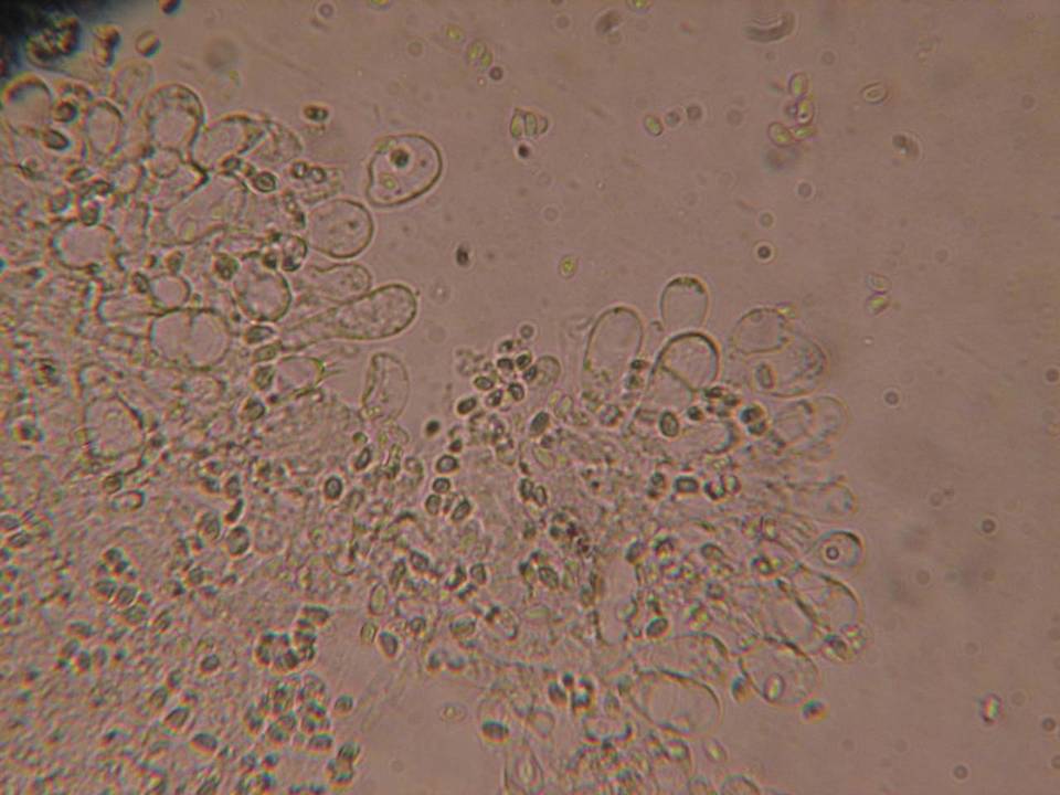 Echinoderma echinaceum image