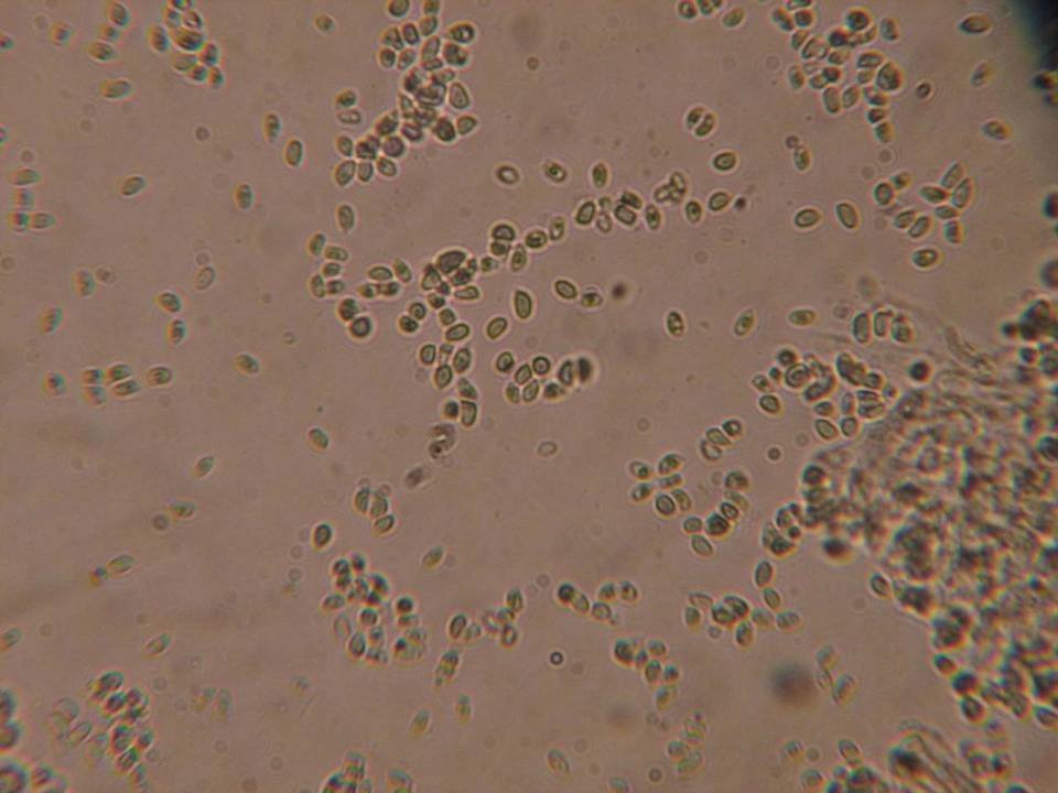 Echinoderma echinaceum image