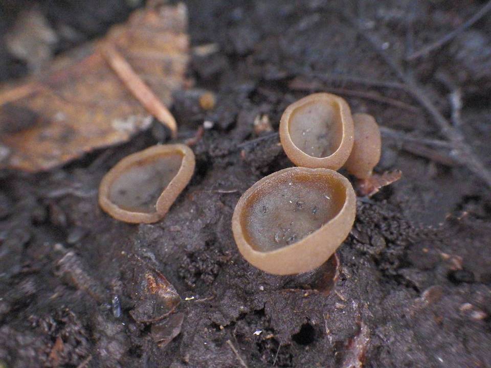 Peziza brunneoatra image
