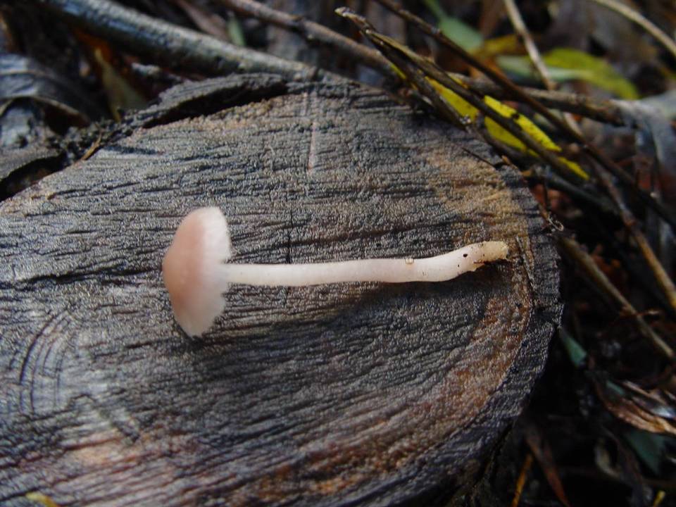 Mycena rosea image
