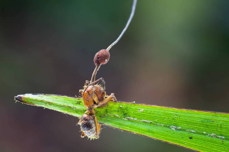 Ophiocordyceps albacongiuae image