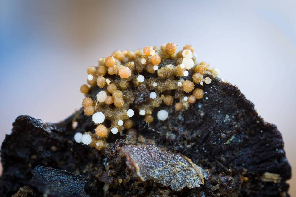Glomus coremioides image