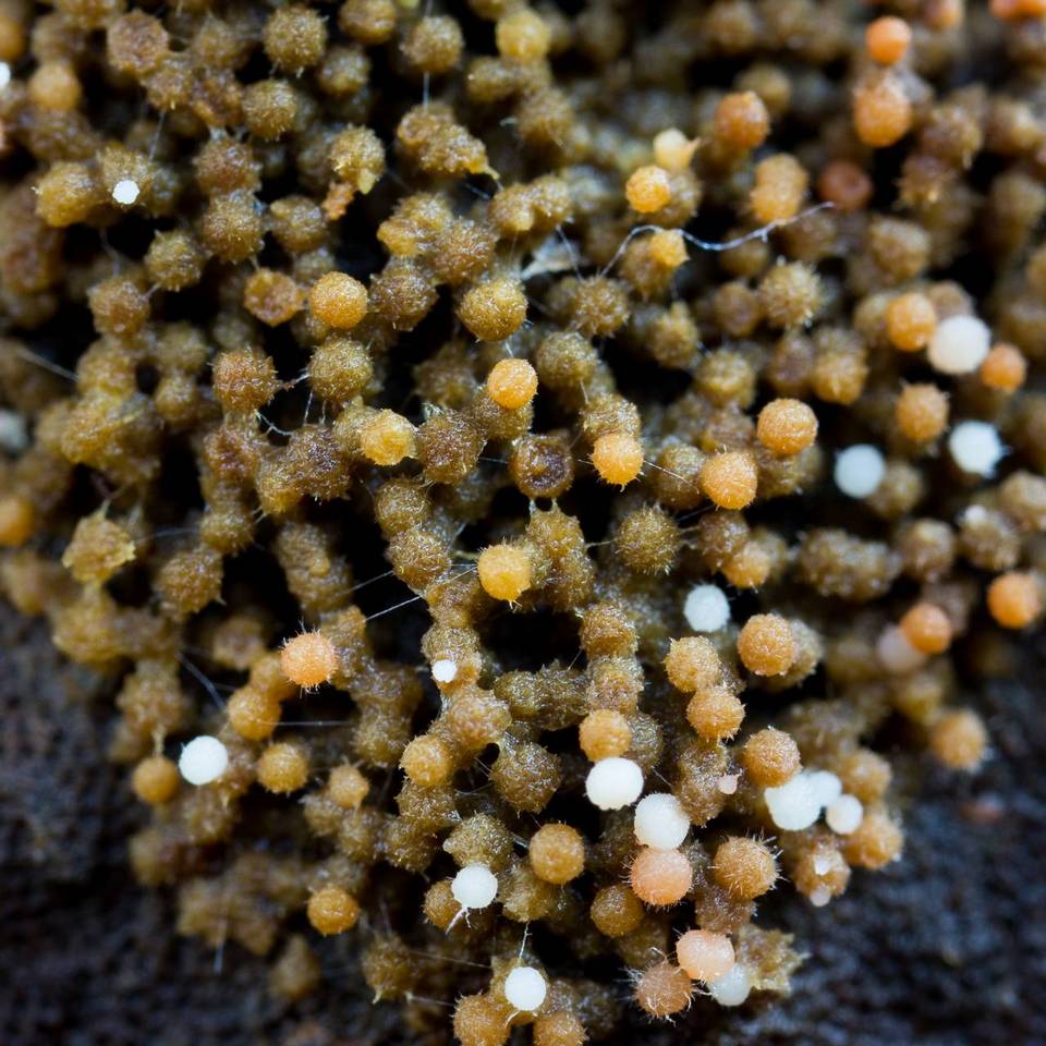 Glomus coremioides image