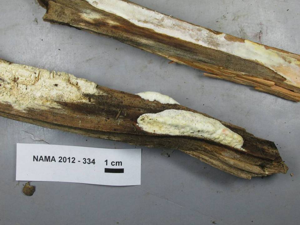 Postia leucomallella image