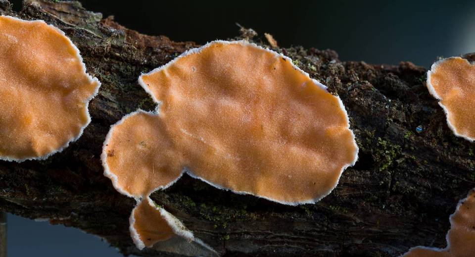 Aleurodiscus mirabilis image