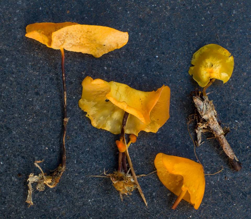 Hymenogloea papyracea image
